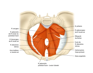 Pelvic diaphragm 1