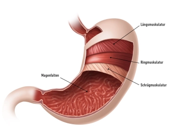 505_Anatomie_Magen_02.jpeg