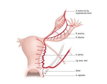 Ovary (Ovarium) 2