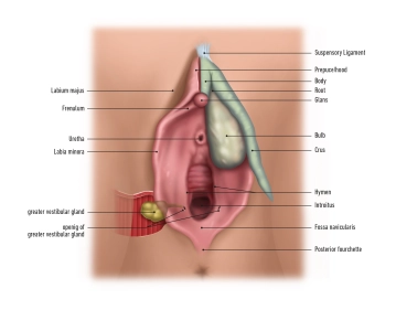 External genital organs