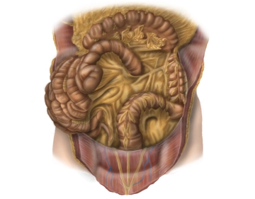 507 Anatomie 1.jpg