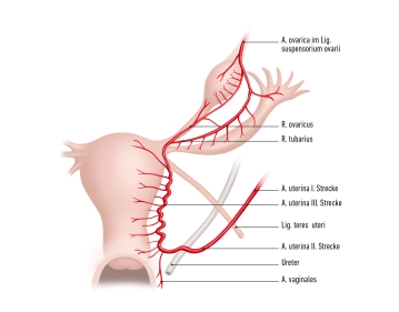 Ovary (Ovarium) 2