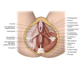 Pelvic diaphragm 2