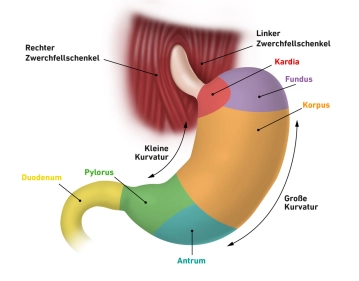 505_Anatomie_Magen_01.jpeg