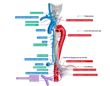 517_AN_02_Oesophagus.jpg