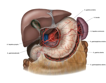 Arterial Supply 1
