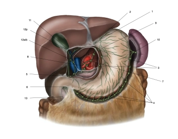 506_Anatomie_Lymphe besch2 Kopie.jpg