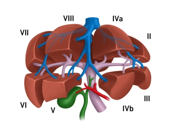 511_Anatomie_Leber.jpeg