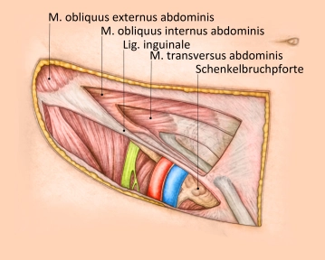 Anatomical overview of the groin region