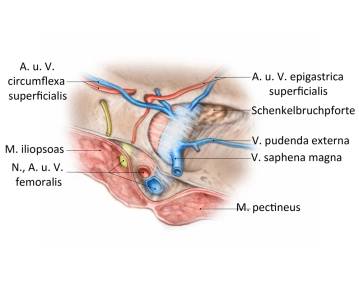 Topographic anatomy of the femoral hernia portal from the outside