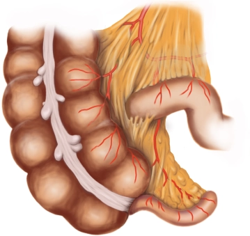 Surgically relevant anatomy