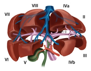 Functional Liver Anatomy