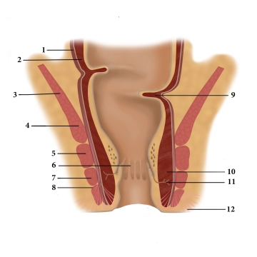 Anal canal