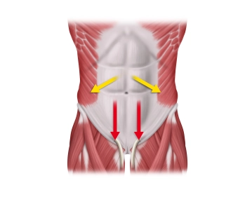 Anatomical and Functional Characteristics of the Anterior Abdominal Wall
