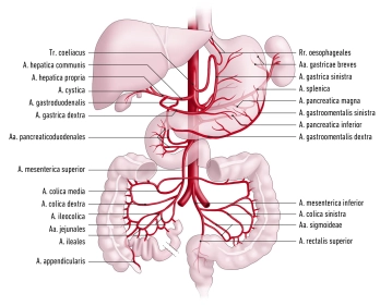 Abdominal aorta