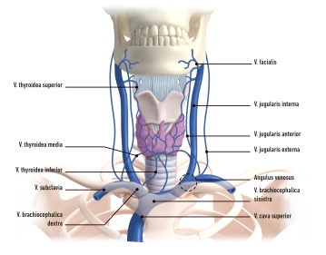 Venous System of the Neck