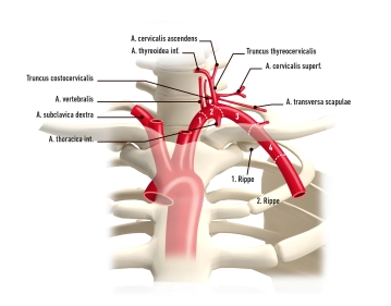 Subclavian artery