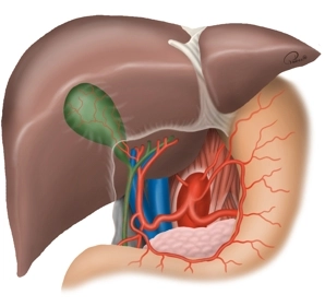 Liver and Biliary Tract