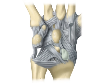 Anatomy