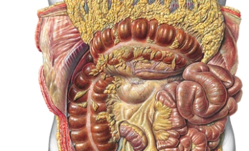 Macroscopic Anatomy
