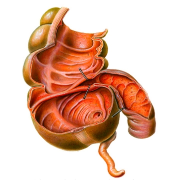 Cecum