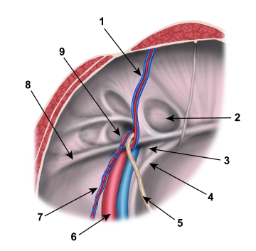 المنطقة الإربية (Regio inguinalis)