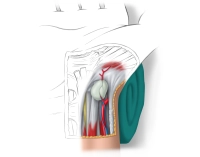 605_Anatomie_02