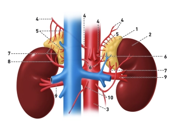 Gefäßversorgung, Lymphabfluss, Innervation