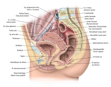 Die Gebärmutter (Uterus ) 1