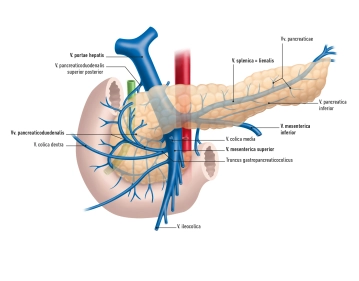 504_AN_02 Venen Pankreas Kopie.jpg