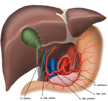 510_01 Gefäßanatomie.jpeg