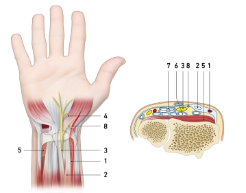 Anatomie palmarer Unterarm