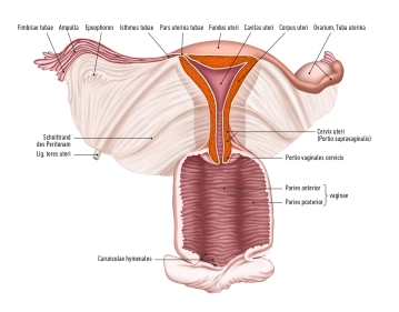 Die Gebärmutter (Uterus)