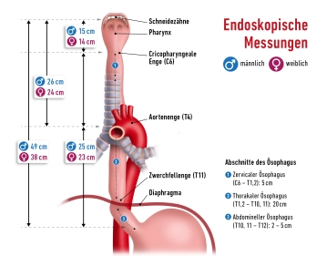 Chirurgische Anatomie des Ösophagus und Magens 2