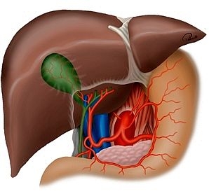 Chirurgische Anatomie des Pankreas