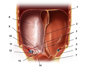 Topographische Anatomie der Bauchwand; Innenansicht der vorderen Bauchwand