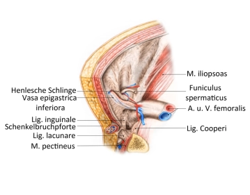 Anatomie der Leistenregion von innen