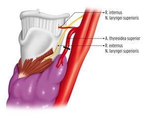 Darstellung und Ligatur der oberen Polgefäße