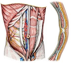 Chirurgische Anatomie der vorderen Bauchwand