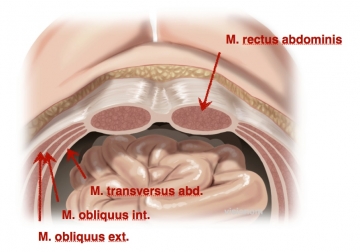 Anatomie der vorderen Bauchwand