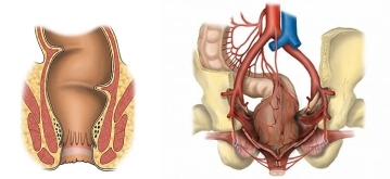Chirurgisch relevante Anatomie