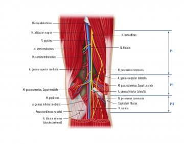 Topographisch-chirurgische Anatomie
