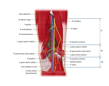 Topographisch-chirurgische Anatomie