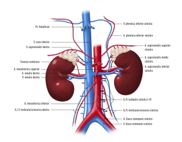 Leitungsbahnen der Nieren