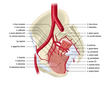 Arterielle Versorgung des Beckens