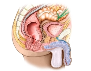 Topographie Rektum seitlich
