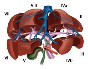 Diagramm der Leberarterie