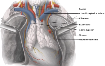 Topographisch-chirurgische Anatomie