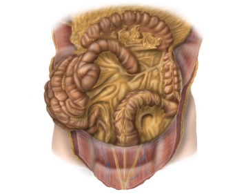 Anatomie Colon descendens, Colon sigmoideum und Rektum