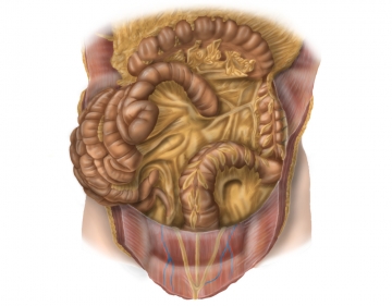 Colon descendens und Colon sigmoideum